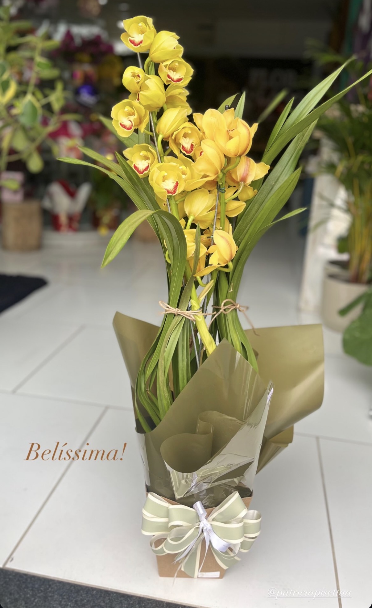 Orquídea Phalaenopsis